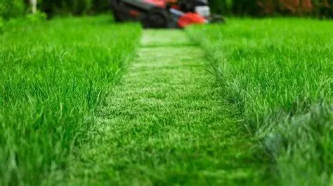 Close up of fresh cut grass